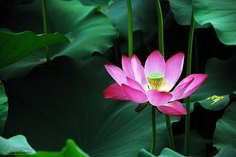 With Eyes Wide Open : How lotus-eaters survive