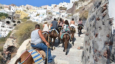 Donkeys in the Santorini Island are Relieved; Overweight Tourists are Banned from Sitting on Them