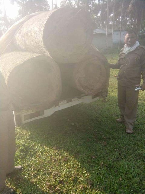 Illegal timber seized at Khatangpani, Digboi