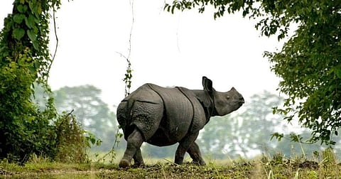 Failed campaign against Kaziranga