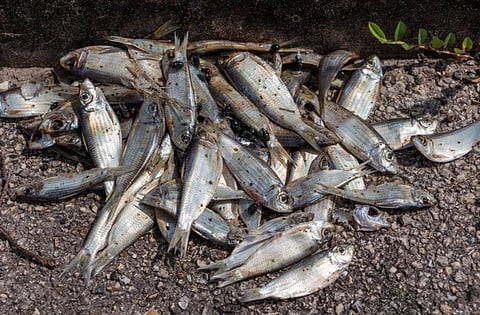 Thousands of Fish Found Dead in Laokhuwa Wildlife Sanctuary