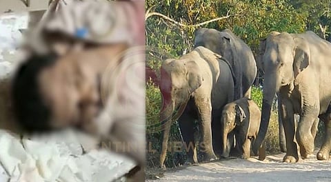 Forest Guard Dies in Colleague’s Effort to Scare Away Wild Jumbos