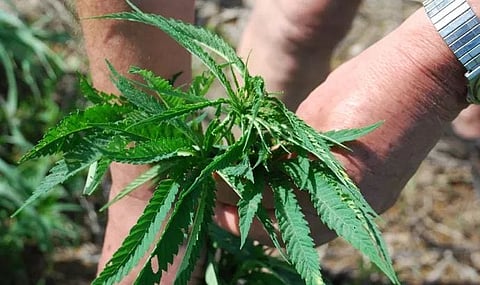 Huge quantity of raw hemp destroyed in Garo Hills, Shillong