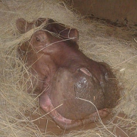 48-year-old  hippopotamus dies in Guwahati Zoo