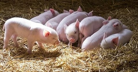 Workshop on piggery at Shillong