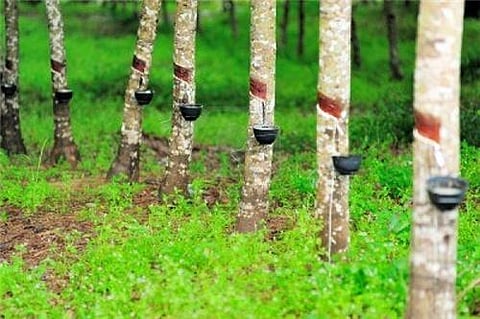 Tripura to set up Rubber Processing Factory