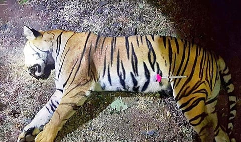 Avni killed: Wildlife enthusiasts up in arms against killing of tigress