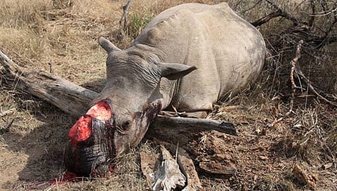 Chinese Decision on Tiger, Rhino will Increase Poaching in India: Experts