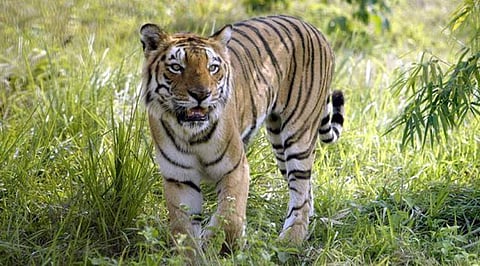 West Bengal Wants Assam Tigers For Its Dying Buxa Tiger Reserve