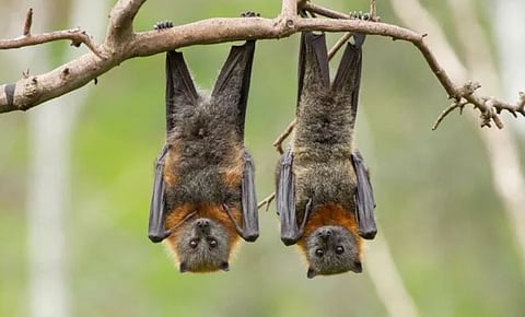 Penru: The Hibernation Roost of Bats