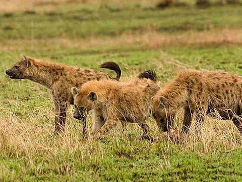 Two Hyenas Unable to Cope in Assam