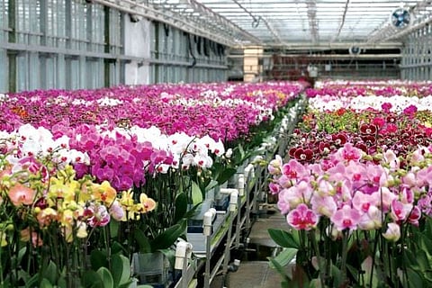 Orchid Production Unit to be Setup in Shillong