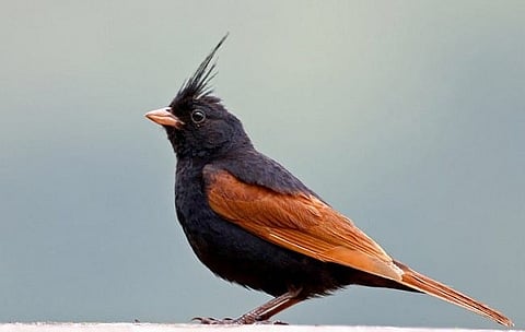 Rare species of bird Crested Bunting spotted at Kanjikode