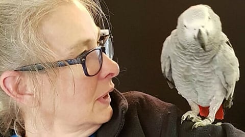Rocco the parrot who mimicked its owner’s voice to place order on Amazon