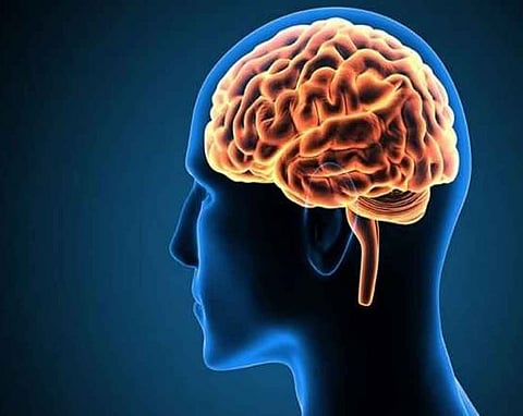 A Brain Circuit To Reverse Liquor Craving