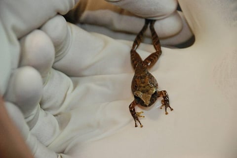 Frog Skin Bacteria May Help Fight Fungal Infections in Humans