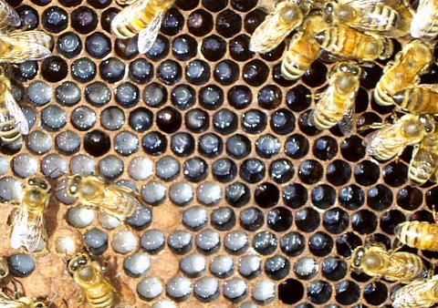 Scientific Beekeeping Workshop In Shillong
