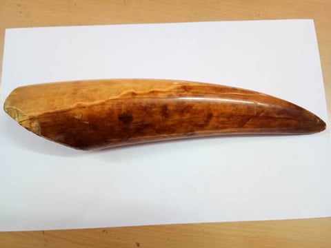 Elephant tusk seized in Bokajan, Two arrested
