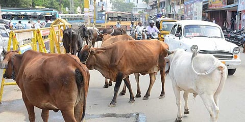 Haflong town committee restricts stray cattle in public places