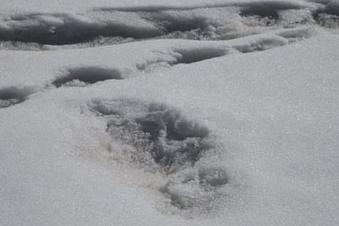Curiosity, controversy over Indian Army’s Yeti trace claim