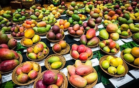 A mango festival