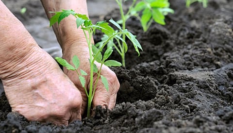 World Environment Day: Plantation By NDRF Battalion Across Assam