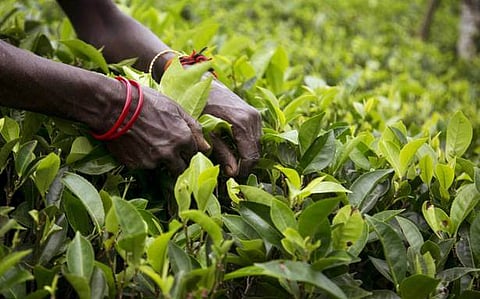 India’s tea exports increase 11.5% in April