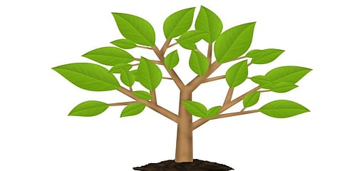 FLO NE celebrates World Environment Day