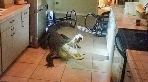 11ft alligator enters 77-year-old Florida woman's kitchen!