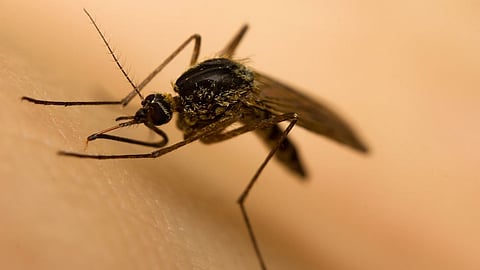 Tripura Health Department Geared Up To Fight Malaria