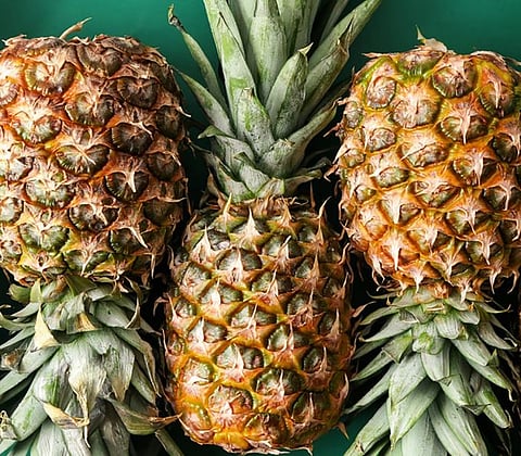 Organic pineapple producer company inaugurated at Molvom