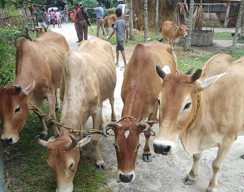 156 cattle seized by Agomoni Police Station and Chagolia Outpost, 3 arrested in Dhubri