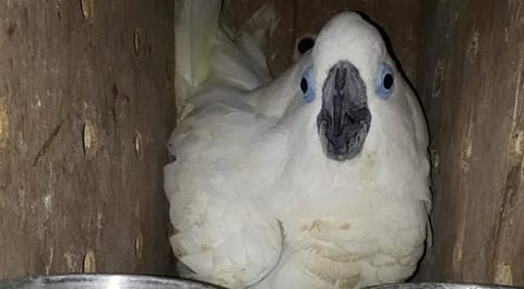 BSF And DRI Aizawl Rescue Exotic Birds