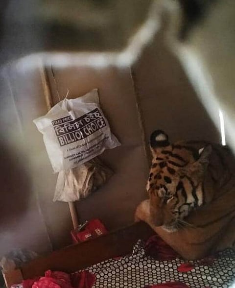 Tiger escapes Kaziranga National Park flood, spotted 'relaxing' on bed in a nearby house