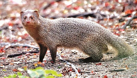 Mongoose: A Victim of Its ‘Fine Hairs’!