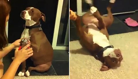 Video of Pit Bull Pretending To Faint Goes Viral