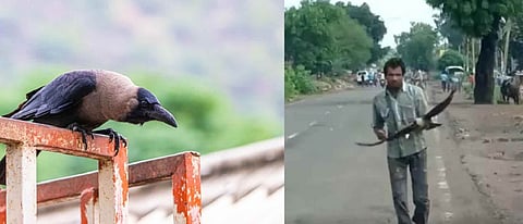 Read Here: Bunch of crows takes revenge from Man in MP