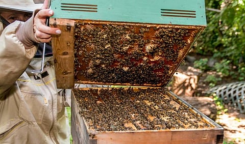 Meghalaya To Have NE’s First Honey Bee Development Centre