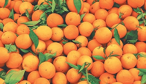 State-level Orange Festival of Tripura to start from November 12