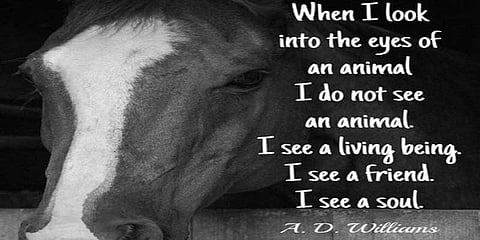 Using the power of words to protect animals