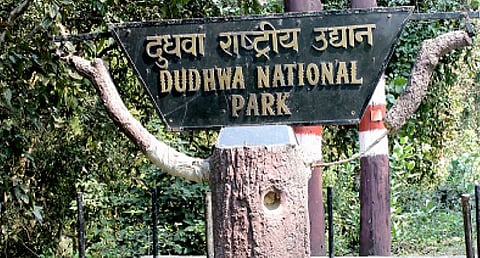 Rhino killed due to infighting in Dudhwa National Park