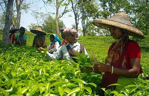 Nationwide Lockdown: Leaf plucking starts in tea gardens of Tripura