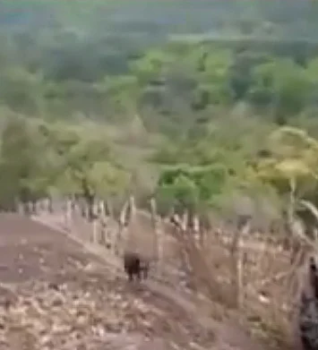 Villagers in Arunachal set free Himalayan Goral that strayed into locality