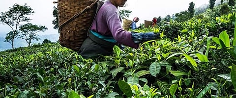 ATTSA seeks CM support; says Tea gardens must pay workers full wages