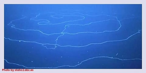 Longest stringy thing floating in Indian Ocean surprises scientists; its a Siphonophore