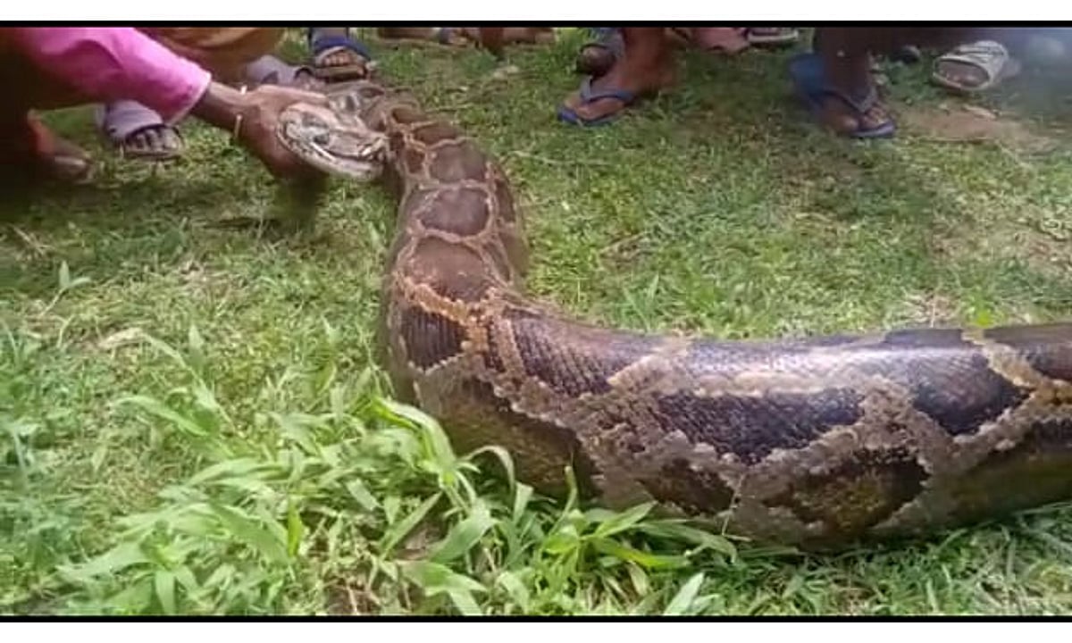 Giant python recovered at Numaligarh Tea Estate in Golaghat district