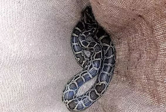Longding youths rescue Burmese python in Tirap district of Arunachal
