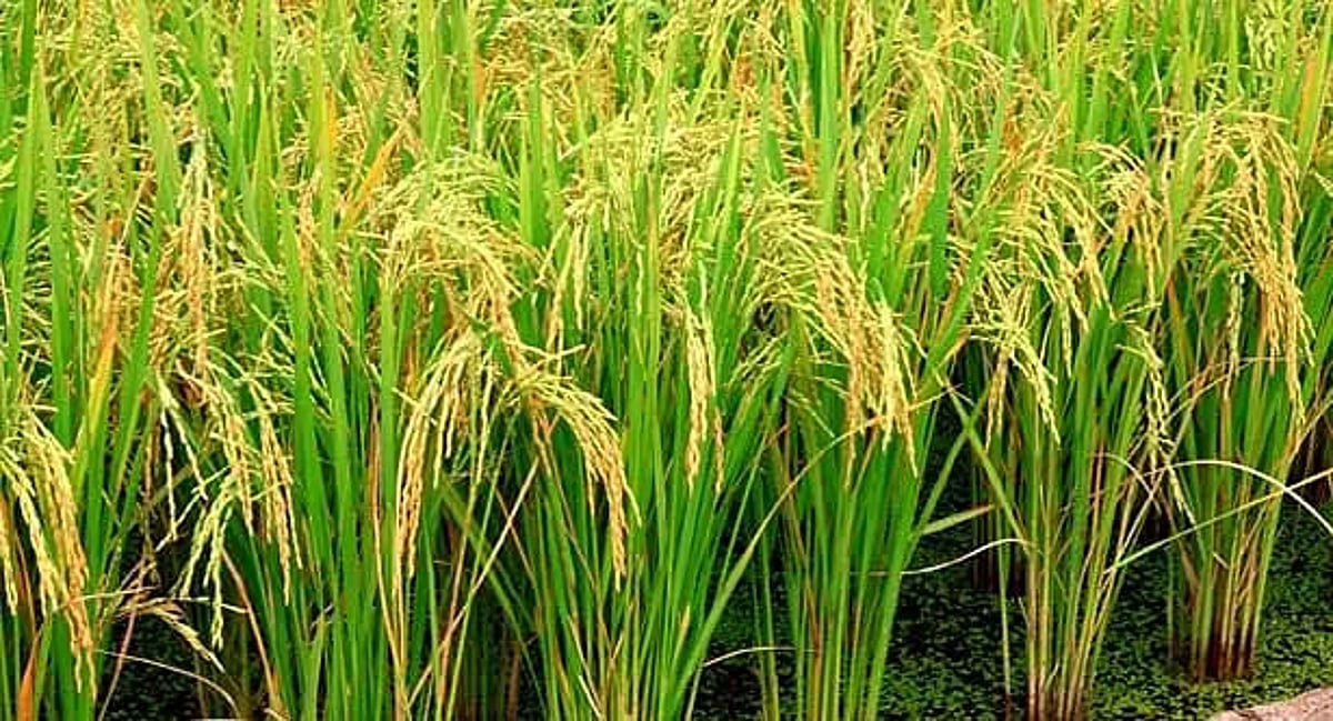 Three districts likely to have bumper Sali rice production this year