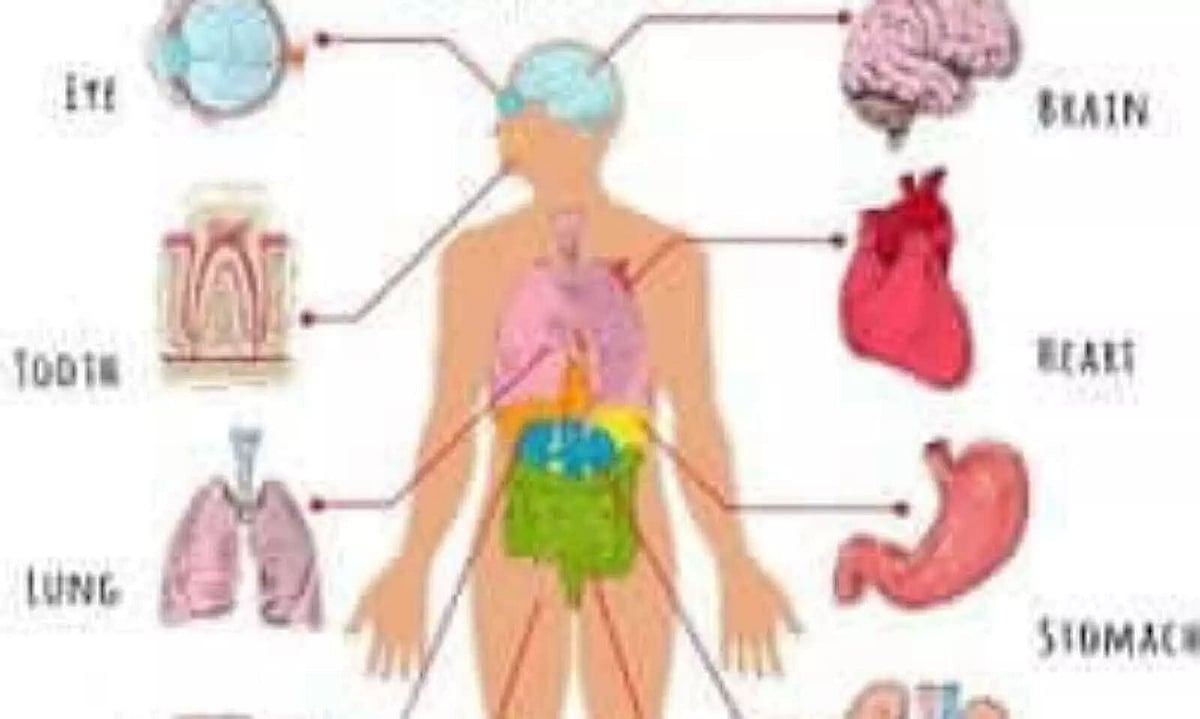 Human body