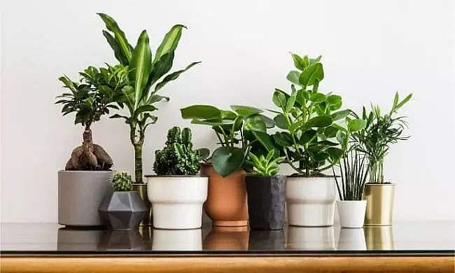 Indoor Plants that Help Add Oxygen to the Air While Making Your Home Look  Chic